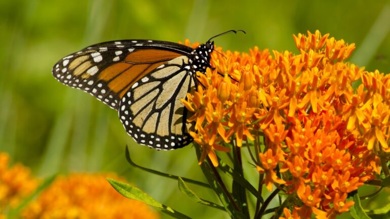 Záhrada pre motýle: Takto ich prilákate