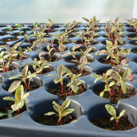 Vysádzanie letničiek, prečo to robiť začiatkom roka