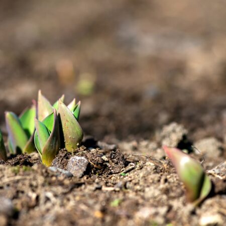 Okrasná záhrada vo februári, nezabudnite na toto