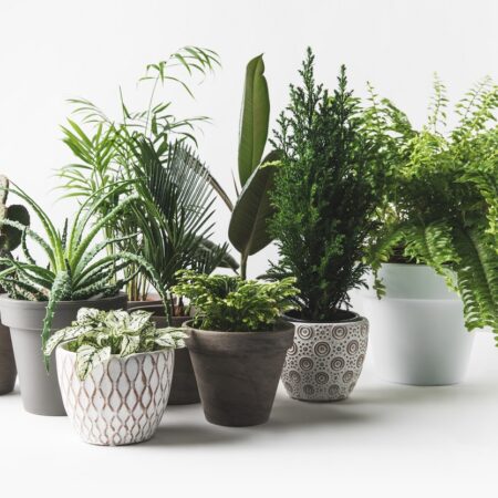 Ako vybrať kvetináč pre krásny vzhľad vašej rastliny