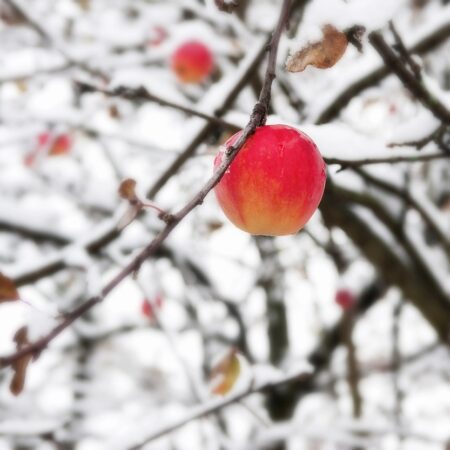 Zimná starostlivosť o ovocné stromy, takto prinesú ovocie
