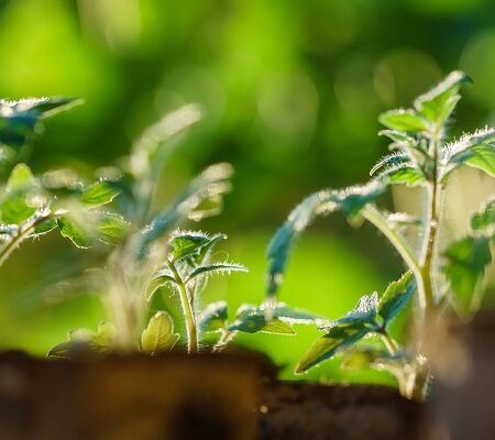 Pestovanie bez chémie: Takto na krásne paradajky