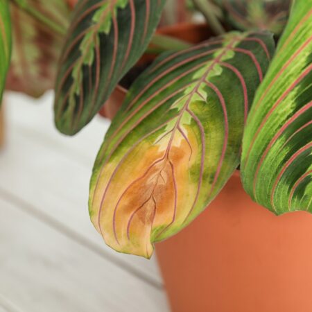 Žltnutie listov izboviek: Prečo sa to deje a ako to napraviť