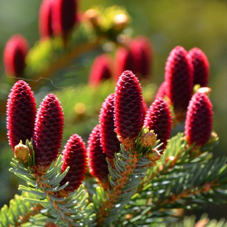 Aké smreky si vybrať na oživenie vašej záhrady