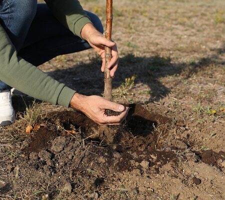 Výsadba ovocných stromov, myslíte na toto?