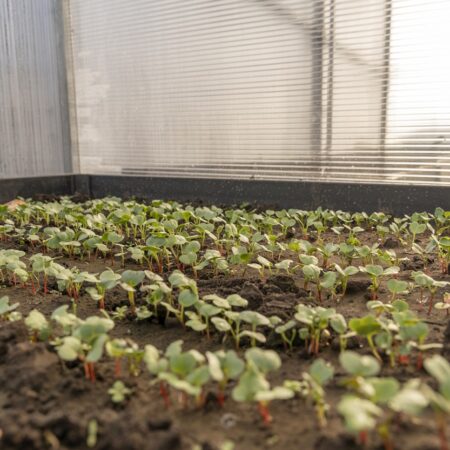 Predpestovanie priesad v skleníku či parenisku