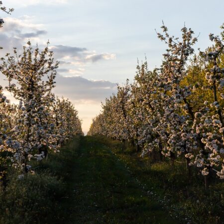 Ako a čím hnojiť ovocné stromy, tu sú cenné rady