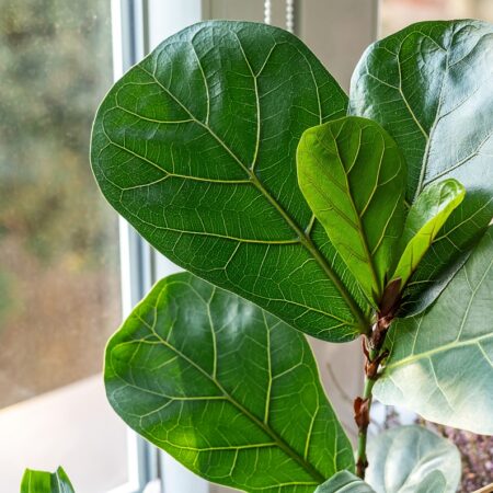 Ako pestovať a starať sa husľový fikus