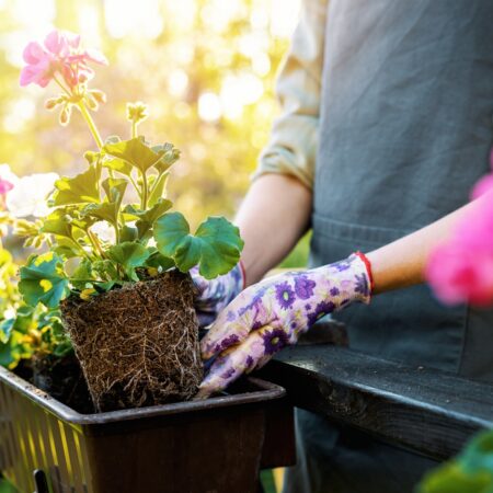 Ako oživiť muškáty po zime: 5 dôležitých krokov