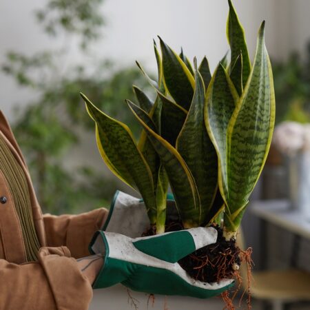 Ako si namnožiť rastlinu sansevieriu