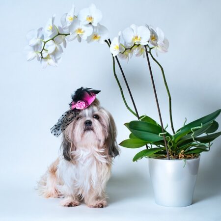 Sú orchidey nebezpečné pre psy? Toto treba vedieť
