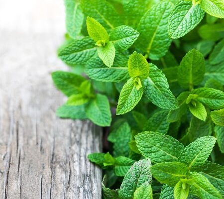 Ako pestovať mätu: Jednoduché rady a aké druhy poznáme