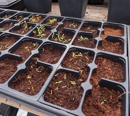 Ako zvýšiť klíčivosť semien, jednoduché tipy