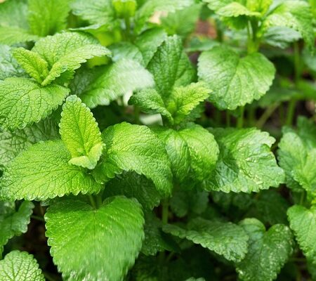 Medovka proti stresu a pri liečbe Alzheimera