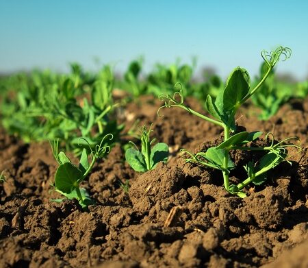 Kedy a ako sadiť hrach, tu sú dobré rady