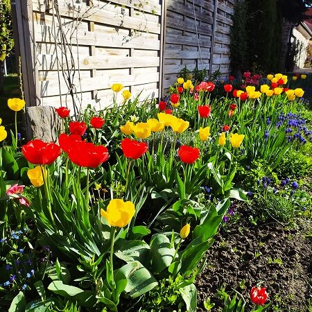 Oživte okrasnú záhradu vhodným rezom a starostlivosťou
