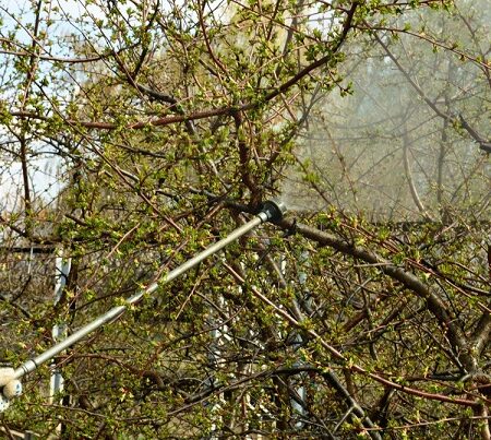 Postreky ovocných stromov za dažďa: Čo treba vedieť?