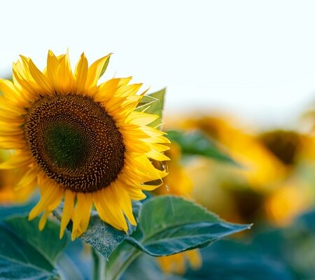 4 kroky, ako pestovať slnečnice plus recept na záver