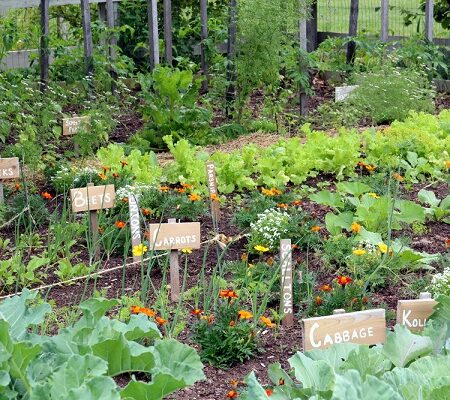 Vhodné kombinácie rastlín v zeleninovej záhrade
