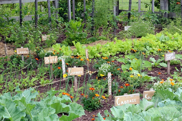 Vhodné kombinácie rastlín v zeleninovej záhrade