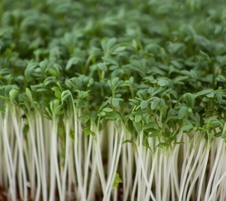 Žerucha: Zabudnutý liek na krv aj obličky