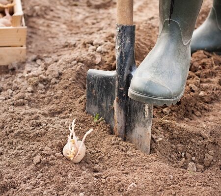 Výsadba zemiakov: Ako vybrať správnu odrodu