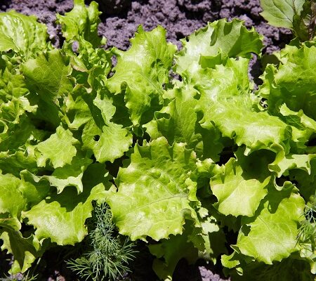 Ako sadiť a pestovať šalát? Tieto triky sú overené