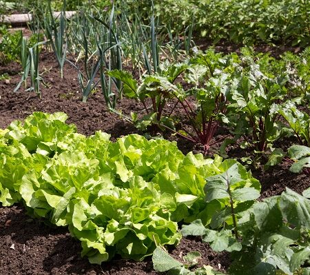 Čo vysadiť v apríli v zeleninovej záhrade