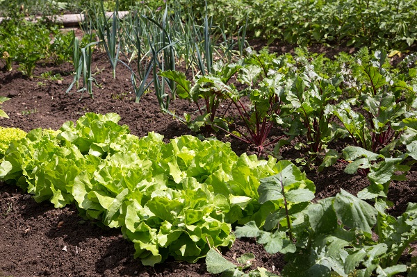 Čo vysadiť v apríli v zeleninovej záhrade | Naša záhradka