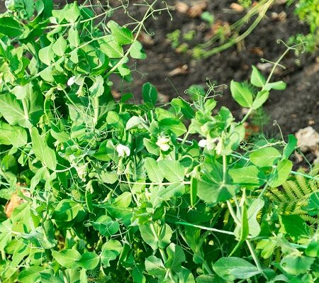 Kedy a ako sadiť chutný zelený hrášok