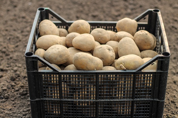 Výsadba zemiakov: Ako vybrať správnu odrodu