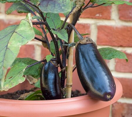 Baklažán v kvetináči je skvelou zeleninou do kvetináča. Baklažán v kvetináči je skvelou zeleninou do kvetináča.