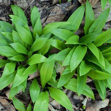 medvedí cesnak rastúci v lese – zber medvedieho cesnaku v prírode
