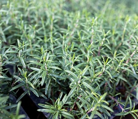 Čerstvý rozmarín rastúci v záhrade