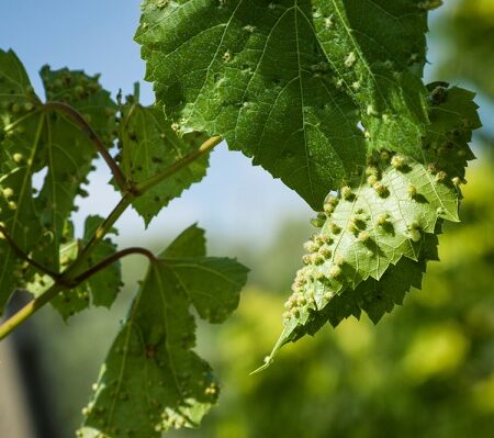 Čo je to erinóza a býva nebezpečná pre naše stromy?