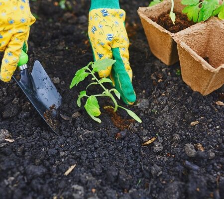 Chcete mať dobrú úrodu? Postarajte sa o sadenice