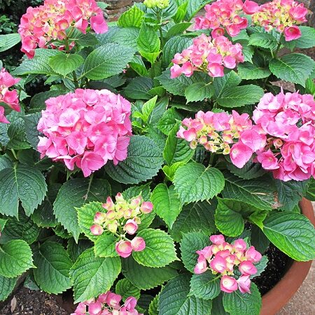 Ako pestovať hortenziu v kvetináči