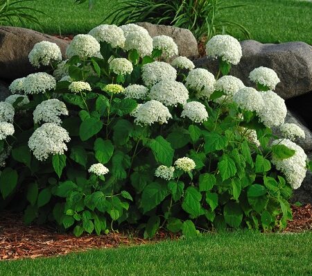 Ako omladiť vašu hortenziu, tipy na rez