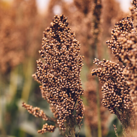 Pestujeme cirok: Plodina zdravšia ako ryža či kukurica