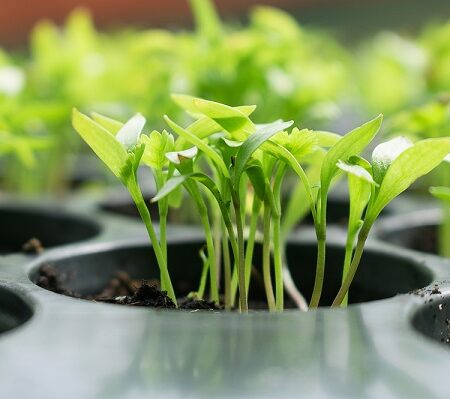 Kvalitné priesady, čo ovplyvňuje ich zdravie?