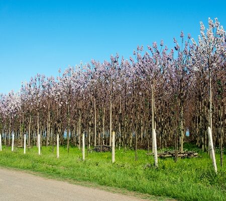 Najrýchlejšie rastúci strom na svete: Vypestujte si ho