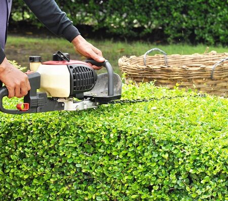 Kedy rezať živý plot? Tipy a odporúčania