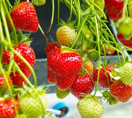 Previsnuté jahody, tipy na ich úspešné pestovanie