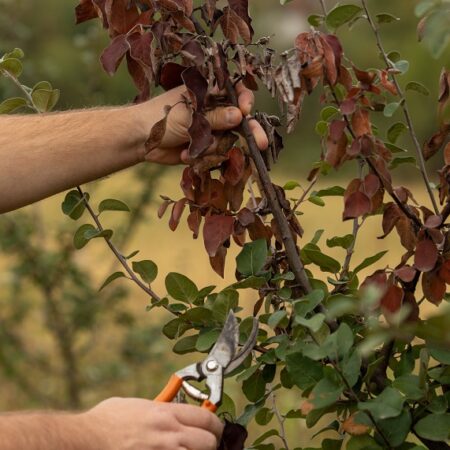 Spála jadrovín: Prečo je nebezpečná a ako sa chrániť