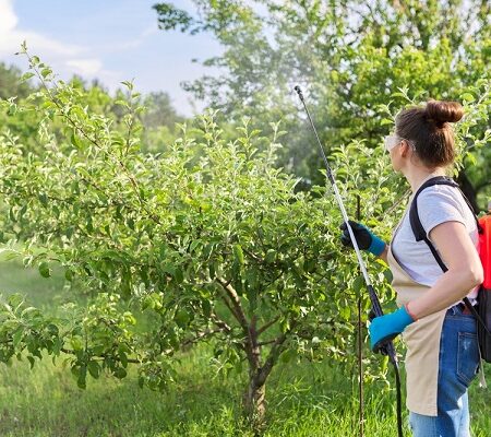 Ako šetrne chrániť hrušky a jablone proti škodcom