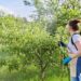 Ako šetrne chrániť hrušky a jablone proti škodcom