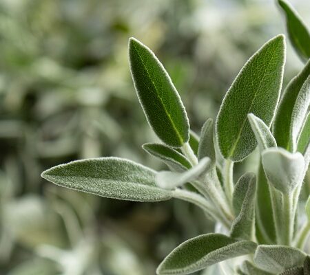 Detailný záber na listy šalvie lekárskej (Salvia officinalis) s dôrazom na ich jemnú, velúrovú textúru a zelenú farbu.