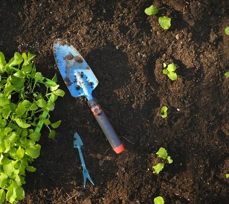 Výsadba v záhrade: Dôležité tipy pre bohatú úrodu