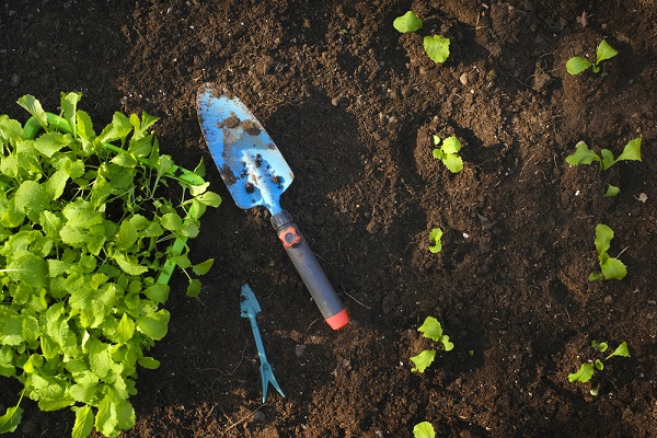 Výsadba v záhrade: Dôležité tipy pre bohatú úrodu