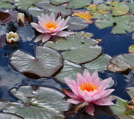 Ako pestovať lekná? Nie je to také ťažké